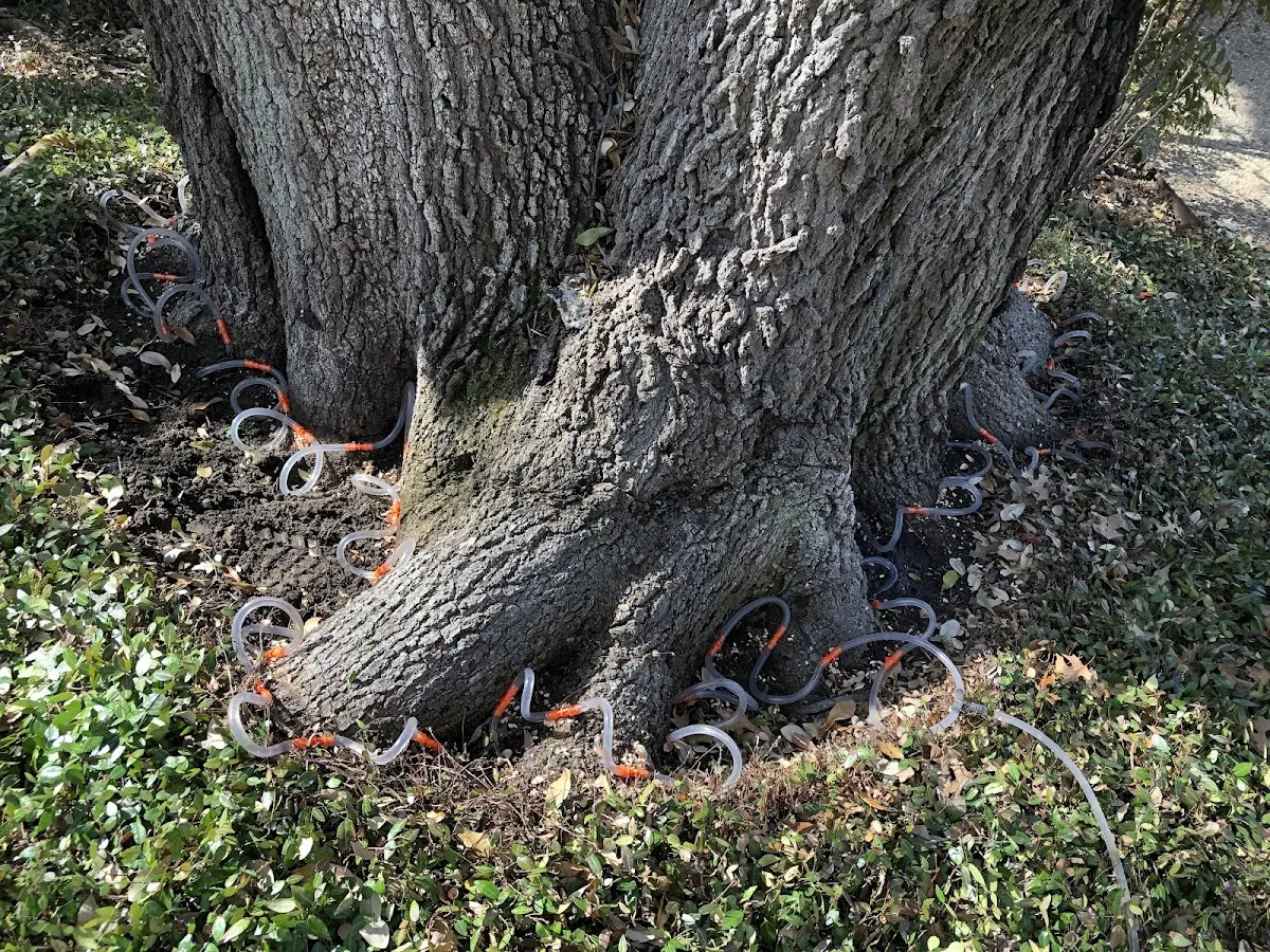Detailed Tree Cabling and Bracing job site in Golden Meadow