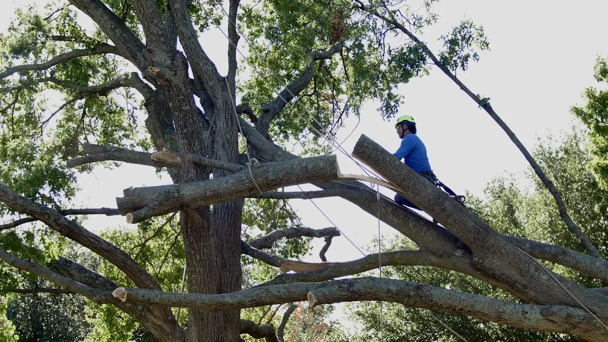 Professional Crown Thinning performed by certified arborists in Golden Meadow